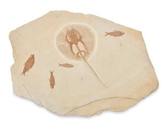 1415
Prehistoric; Green River
A stingray and fish fossil specimen
The stingray fossil amidst four fish fossils encased in a rock specimen
Overall: 32.75" H x 22" W x 1.375" D
Estimate: $800 - $1,200