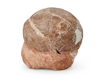 1416
Circa Late Cretaceous Period
A hadrosaur egg fossil
On a stone matrix
6.5" H x 6.625" W x 5.125" D
Estimate: $600 - $800