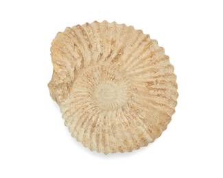 1418
Circa Paleozoic Era or later
An ammonite fossil
Depicting the spiral shell of the cephalopod with rough underside
16.75" H x 15" W x 5" D
Estimate: $400 - $600