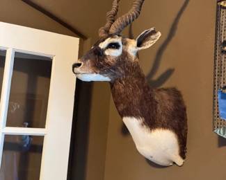 Exotic Blackbuck Mounted