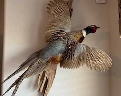 Pheasant in Flight Wall Mount