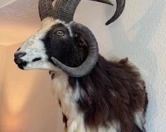 Jacob's Ram Remarkable Mount