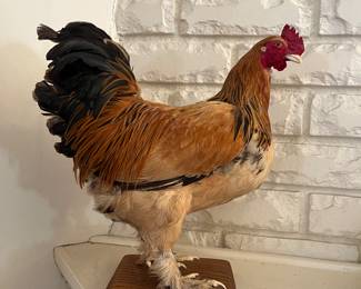 Chicken Taxidermy