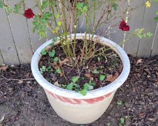Potted Roses