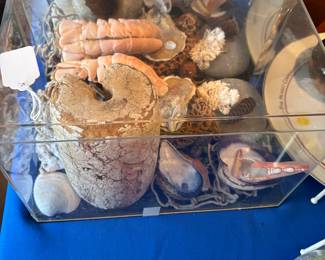 Shells in display case
