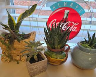 succulents in a variety of vases + a collectible vintage glass Coca-Cola tray
