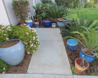 Large plant pots, sago and fruit tree.
