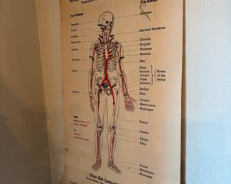 1939 American Red Cross First Aid Instruction Skeleton Diagram Poster