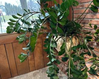 Plants