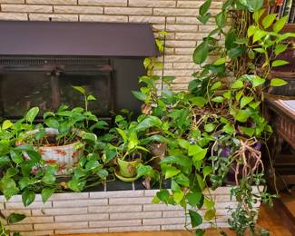 Plants and Planters