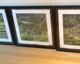 HB Weiner Jungle Photographs