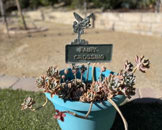 Many potted succulents 