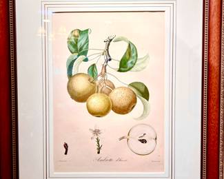 Pomologie Francaise stipple-engraving, printed in colors and finished by hand with water-color engrave day Bouquet after Turpin.