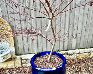 MAPLE TREE IN POT.