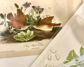 MORE ANTIQUE  BOOK PLATES OF BIRDS AND BOTANICALS.