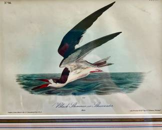 Black Skimmer
First Edition American