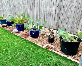 CACTI!  SPINELESS AND ONES WITH!