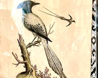 Crested Bird of paradise
By G Edwards