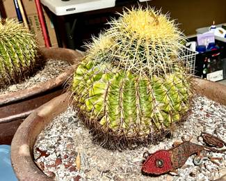 GOLDEN BARREL BALL CACTUS.  2 BEAUTIFUL PLANTS!