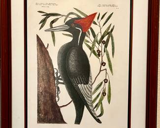 White Billed woodpecker  LOTS OF FANTASTIC BIRD PLATES OUT OF OLD ANTIQUARIAN BOOKS.  Engravings printed in color, finished by hand with water-color.