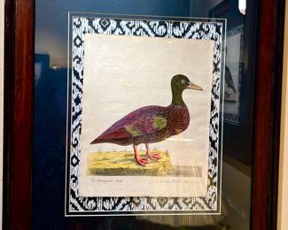 Madagasker Duck HAND-TINTED PLATES OUT OF OLD ANTIQUARIAN BOOKS.