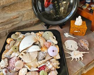 Shell collection sold as a lot