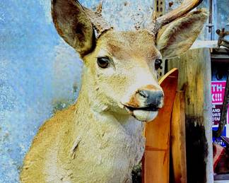 Deer Mount