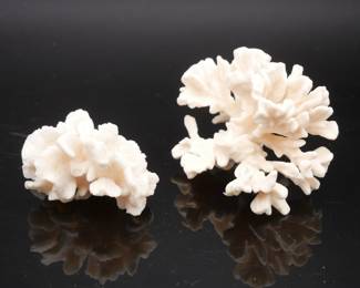 2 Small Coral Specimens