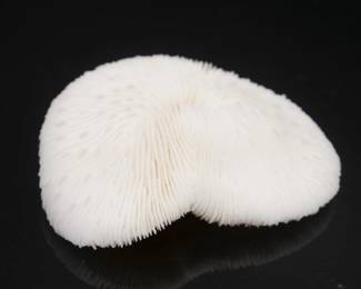 White Tongue Mushroom Coral Specimen