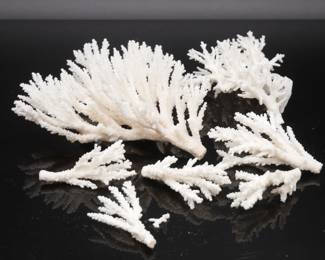 7 Piece Lot of White Lace Coral