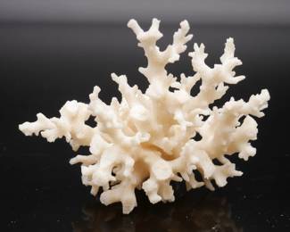 Small White Coral Branch