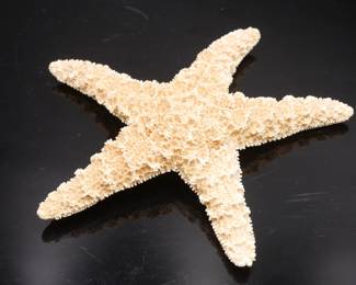 Natural Dried Starfish