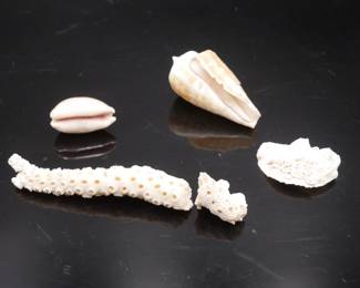 5 Piece Lot of Assorted Coral & Seashells