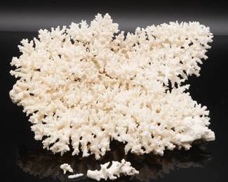 Large 12" White Lace Coral Cluster