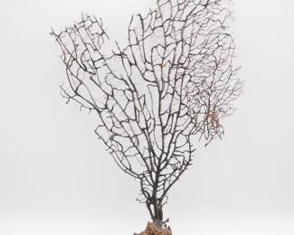 Large Dried Black Sea Fan Coral