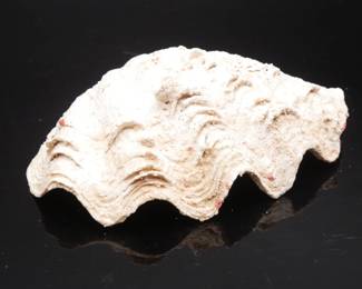 Fossil Clam Shell