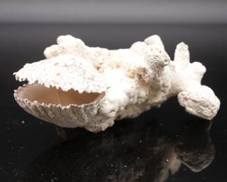 Coral w/Calcified Shell