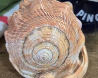 Seashell
