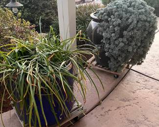 Large potted plants