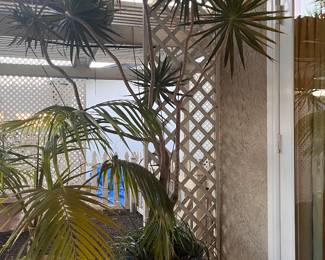 30+ yr old dragon tree