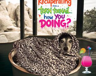 poor pup... very uncomfortable, so she needed a spa day and a margarita!