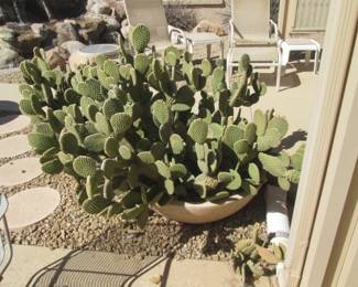 We're Selling Potted Cactus