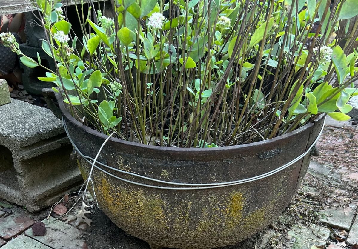 Old kettle pot no cracks