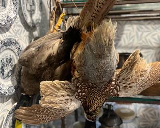 Taxidermy cottontail rabbit, ringneck pheasant, mallard and bob white quail