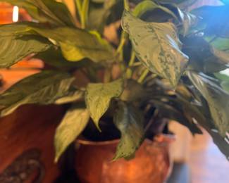 Antique copper coal scuttle with plant