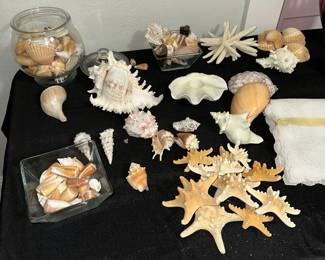 SHELL DECOR