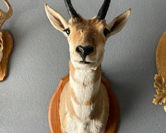 #11 - $120 - Middle Antilope head trophy 36x16