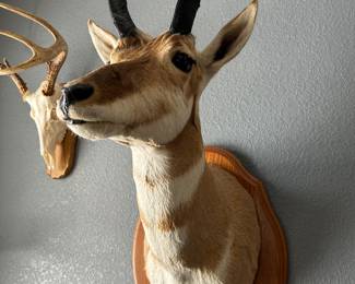 #11 - $120 - Middle Antilope head trophy 36x16
