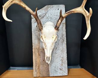 #19 - $70 - Antlers on rustic board 22Lx16W