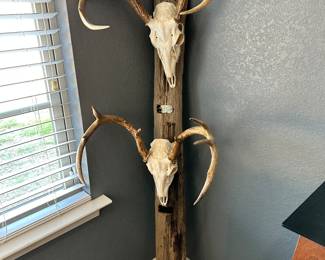 #9 - $100  - Set of two deer antlers on wood plank 59x17x22
